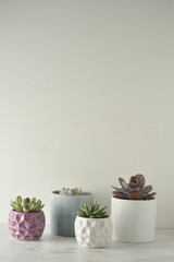 Succulent plant. A group of echeveria son white table. Copy space.