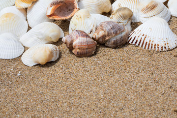 Sea shells on the wet sandy shore, background with copy space, close up