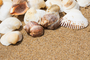 Sea shells on sand shore, background with copy space, close up
