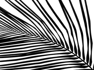 Obraz premium beautiful palms leaf on white background