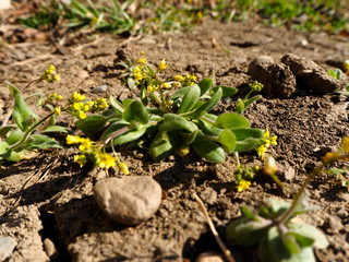 yellow flowers in the garden