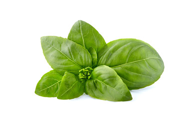 Basil leaves in closeup on white background