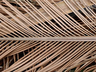 dry brown coconut leaf texture
