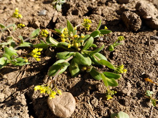 young plants in the garden