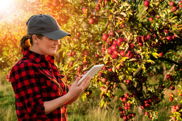 A woman farmer examines the garden of fruits and sends data to the cloud from the tablet. Smart farming and digital agriculture.