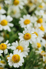 Fototapeta premium Daisies. White daisies bloom in summer meadow