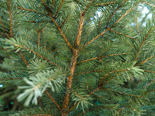 branches of spruce