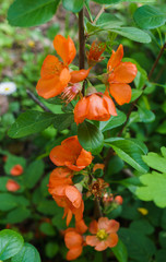 Orange flowers of cydonia on a branch in spring.