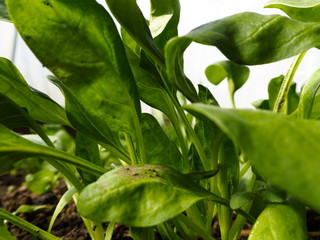green lettuce in the garden