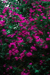 abstract floral background
