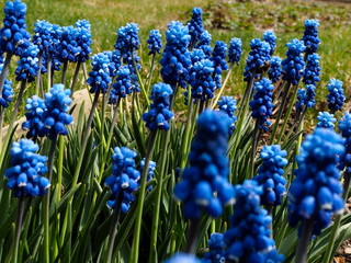 blue grape hyacinths in the garden