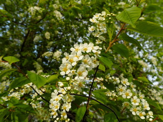 bird cherry in bloom