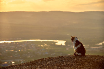 A lonely cat at sunset contemplates the valley with the river. Cute cat on the background of the...