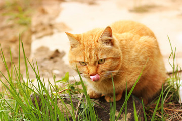 Naklejka na ściany i meble The cat is licked. Beautiful red cat sitting in the grass
