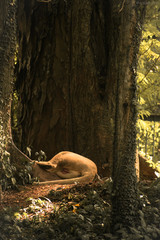 lion in the forest