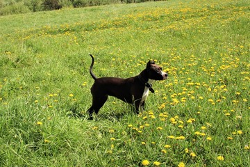 dog on grass
