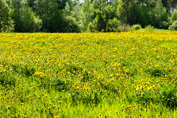 Obraz premium Field of dandelions 4