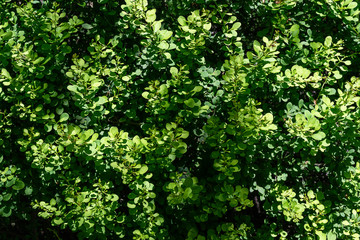 Fototapeta na wymiar green leaves of a tree background