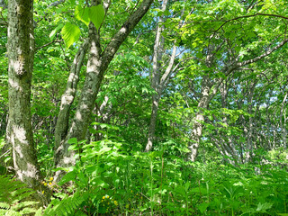 Fototapeta premium Russia, Vladivostok. Deciduous forest on the island of Shkot in June