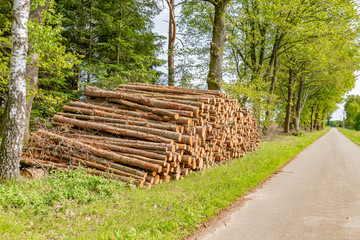 Felled and stacked tree trunks lying near a road at the forest edge.