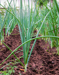 A bed of young green onion shoots.