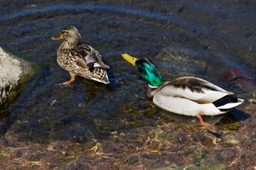 couple of beautiful ducks swim in a pond