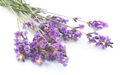 Fototapeta premium Bunch of lavender on white background
