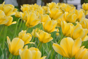 Obraz premium yellow tulips in the garden