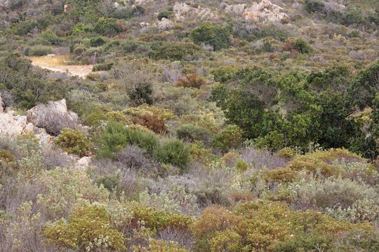 Macchia mediterranea