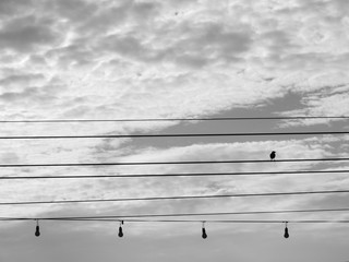 silhouette bird on a wire with sky background