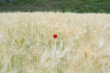 Fototapeta premium Peculiar scene of poppy which grows in a barley field