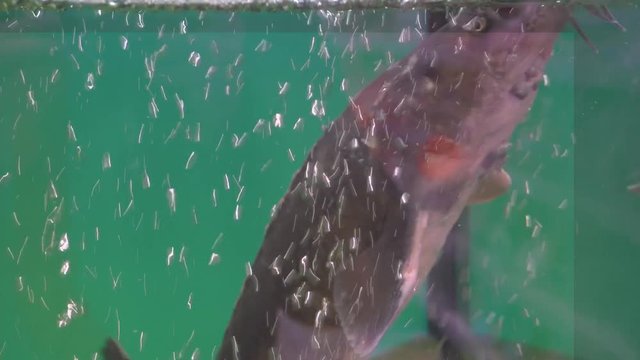 MS TD Beluga sturgeons (Huso huso) swimming in aquarium in fish farm /