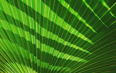 Sunlight and shadow on surface of green Fiji fan palm leaf for natural background and tropical plant life concept, close up shot