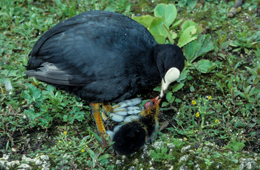 Foulque macroule, femelle et jeune, Fulica atra, Eurasian Coot
