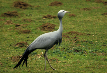 Grue de paradis,.Grus paradisea, Blue Crane