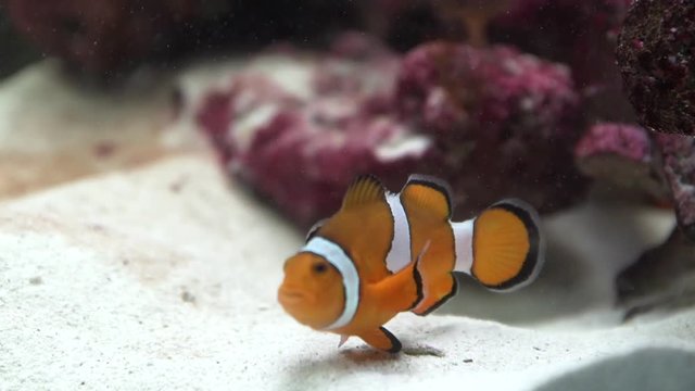 Colorful clown fish swimming in an aquarium.