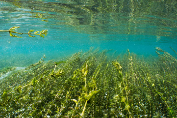 Rhein Underwater