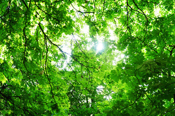 Fototapeta na wymiar Trees and branches with leaves in backlight with sunbeams