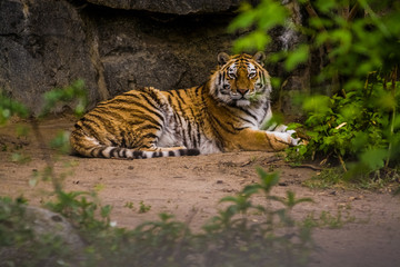 16.05.2019. Berlin, Germany. Zoo Tiagarden. A big adult tiger among greens. Wild cats and animals.