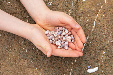 Many different sea shells in child hands lying on a big stone, top view