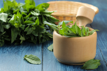 Mint. Leaves and branches of fresh green wild mint in a mortar on a wooden blue table.