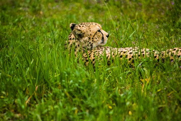 16.05.2019. Berlin, Germany. Zoo Tiagarden. Wild animals and cats. The adult leopard is heated on the sun and green meadow.