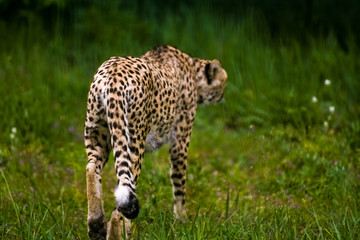 16.05.2019. Berlin, Germany. Zoo Tiagarden. Wild animals and cats. The adult leopard is heated on the sun and green meadow.