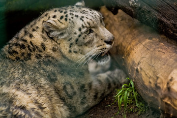 16.05.2019. Berlin, Germany. Zoo Tiagarden. The snow leopard lies among greens and growls. Wild cats and animals.