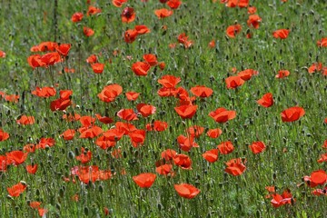 field with poppies