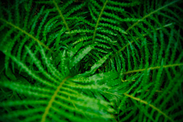 Tropical green leaves on dark background.