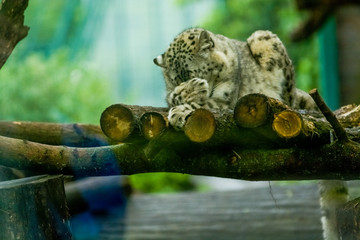 16.05.2019. Berlin, Germany. Zoo Tiagarden. The snow leopard lies on wood among greens and is lazy licks paws. Wild cats and animals.