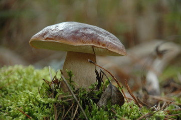 mushroom in forest