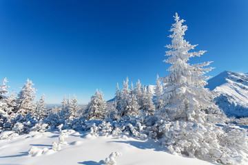 Zima w górach, las przykryty bialym śniegiem - obrazy, fototapety, plakaty