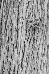 Obraz premium Wood grain with knot